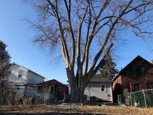 Known as the Black Barn Maple, the tree sits at the back of a bungalow slated for destruction. The owner, a developer, wants to cut it down to make way for a larger detached home on the property. (Robert Krbavac/CBC - image credit)