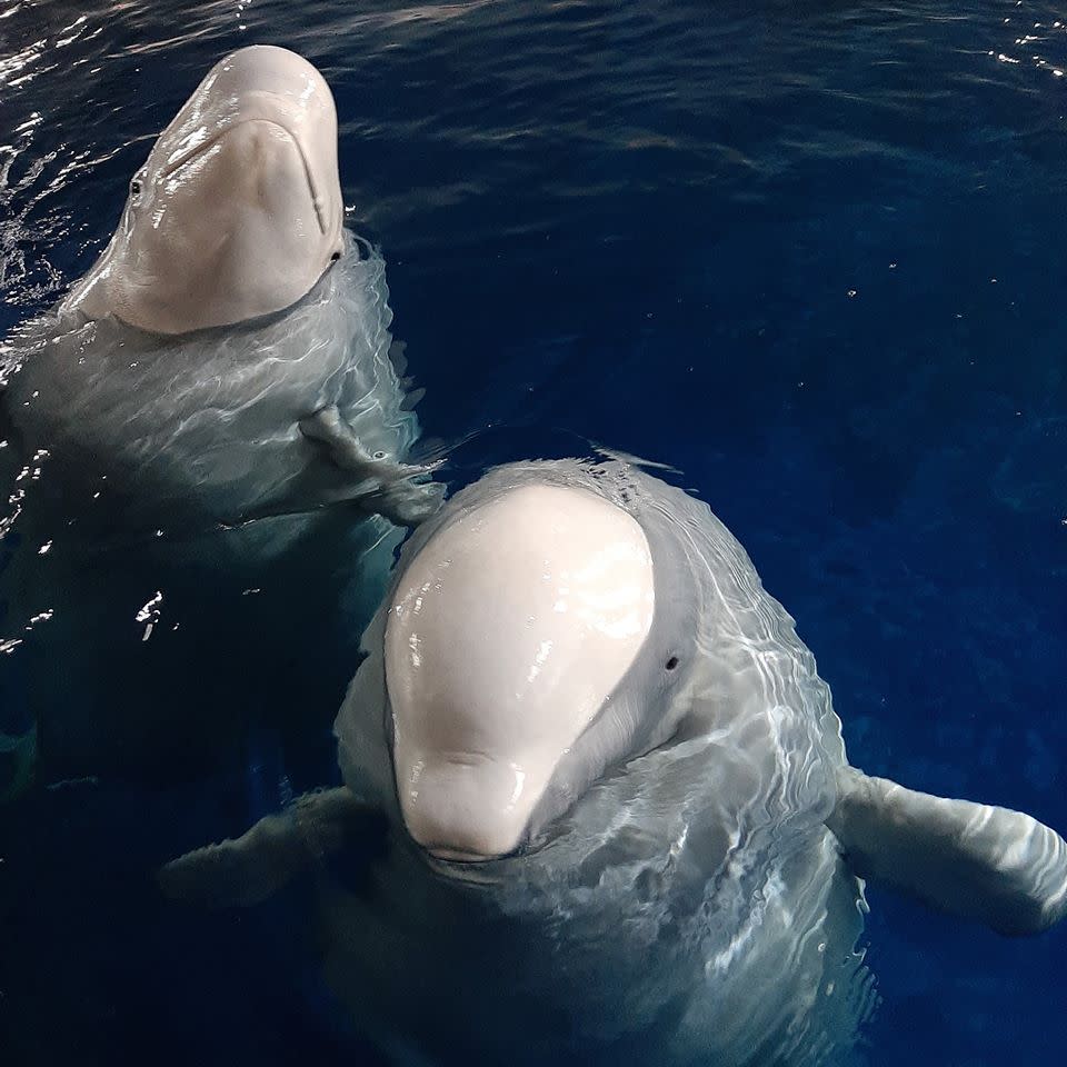 位於冰島赫馬島外海的全球首個白鯨保護區（Beluga Whale Sanctuary），面積達32,000平方公里，由海洋生物基金會與鯨豚保育組織（Whale and Dolphin Conservation, WDC）共同營運。