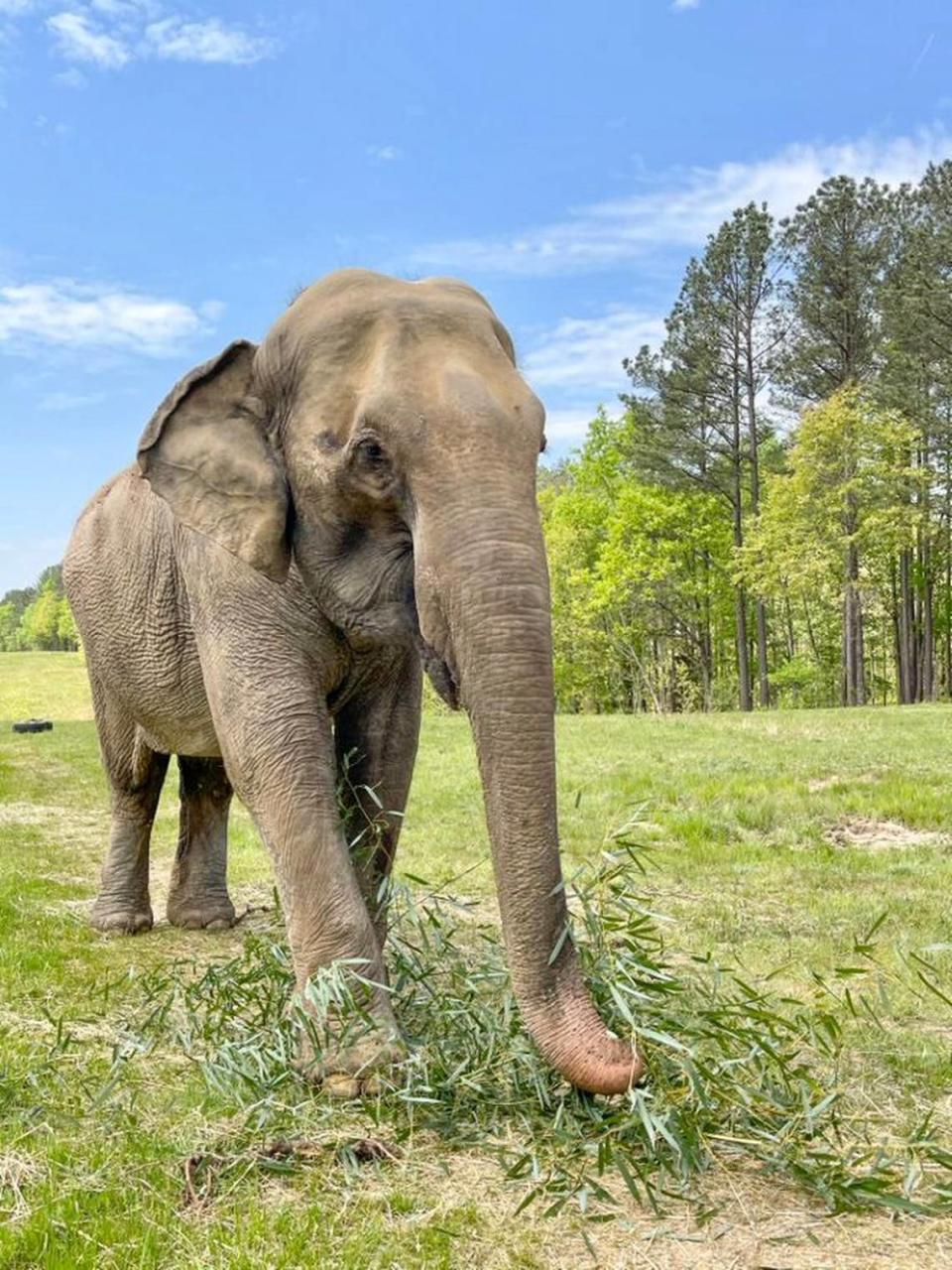 Sissy, the elephant who treaded water at age 13 to survive a 1981 Gainesville zoo flood, enjoying bamboo April 29, 2022. She is now 54 and living in a sanctuary south of Nashville, Tennessee.