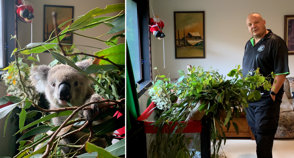 Left - Abby the koala. Right - Mr Lonza stands next to Abby's playpen in his house.