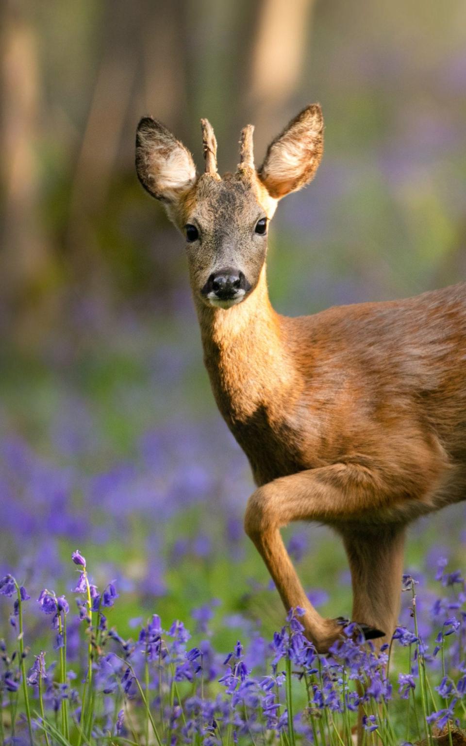 Bluebell woodland nature trails - © Jon Hawkins Surrey Hills Photography