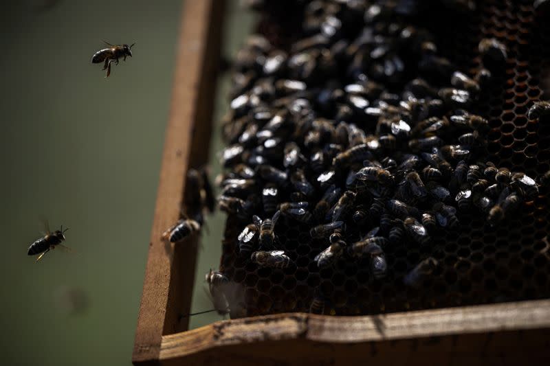 Bees fly next to a hive in Ladanybene