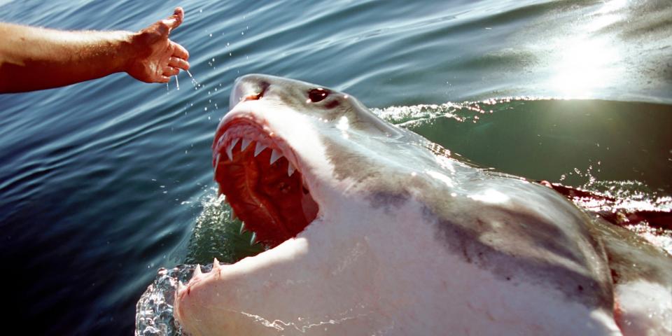 A Great White Shark surfaces from the water near a person’s outstretched hand.