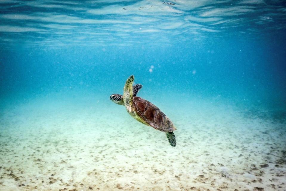<span>This underwater photo taken April 5, 2024 shows a green turtle swimming at Lizard Island on the Great Barrier Reef </span><div><span>DAVID GRAY</span><span>AFP</span></div>