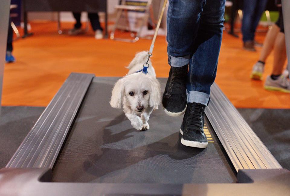 Get your dog on the treadmill.