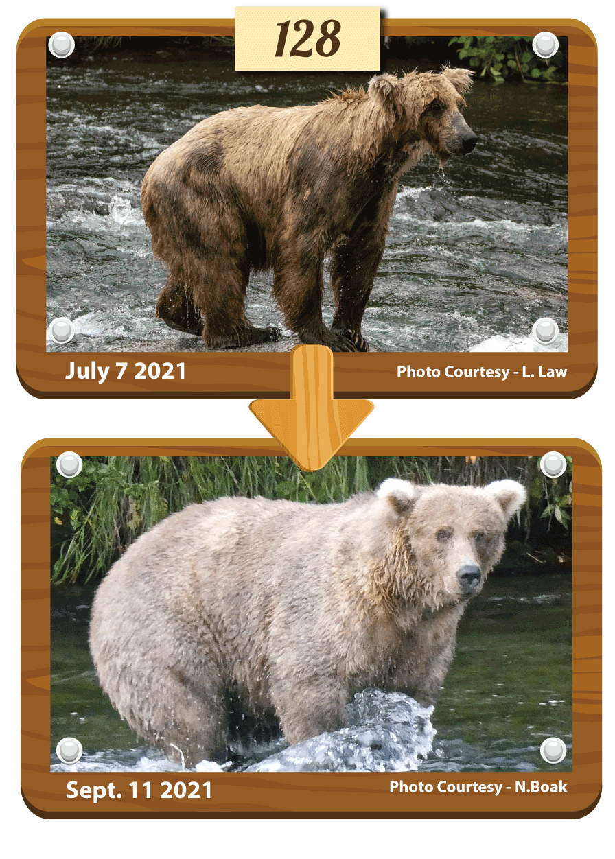 棕熊128 Grazer 是從小就待在布魯克斯河，是當地最知名的熊之一。也是最有防備心的母熊，經常先發制人地對抗和攻擊更大的熊。
