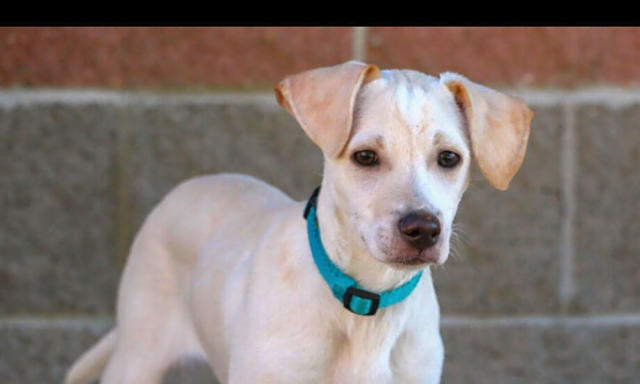 border collie australian cattle dog mix puppies