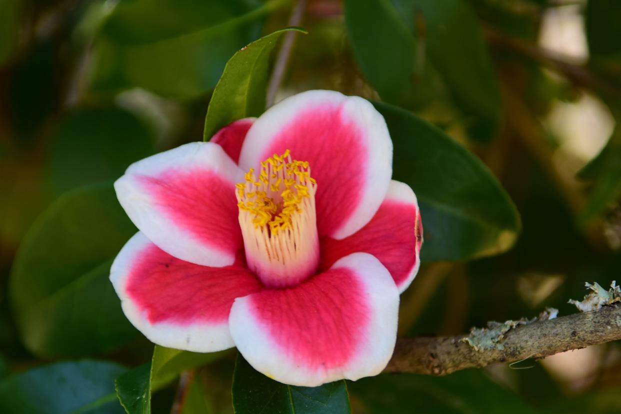 Camellias produce red, pink or white blooms and they can be a solid color, stripes or combinations in-between.