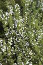 <p>This shrubby plant has petite flowers and foliage. It's not the same as summer savory, which is an annual. Add winter savory to soups and stews. </p><p><a class="link " href="https://www.amazon.com/Davids-Garden-Seeds-9792-Heirloom/dp/B08JF6QJ6M/ref=sr_1_2?crid=270IN53PQL2S&keywords=winter+savory+seeds&qid=1644272387&sprefix=winter+savory+seeds%2Caps%2C164&sr=8-2&tag=syn-yahoo-20&ascsubtag=%5Bartid%7C10069.g.35122682%5Bsrc%7Cyahoo-us" rel="nofollow noopener" target="_blank" data-ylk="slk:SHOP WINTER SAVORY SEEDS;elm:context_link;itc:0;sec:content-canvas">SHOP WINTER SAVORY SEEDS</a></p>