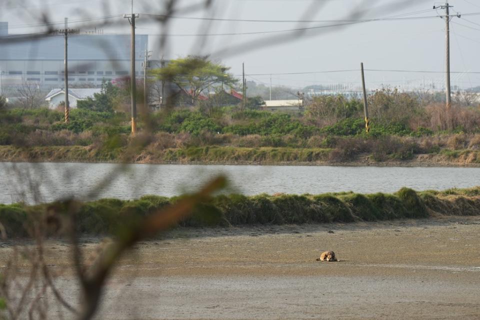 未盡完善的遊蕩犬相關法制規範，讓遊蕩犬在野外不只會侵擾野生動物、佔據棲地，遊蕩犬本身的動物福祉也未受到保障。攝影：沈嘉偉。