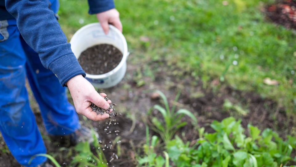 Person scattering fertilizer onto soil