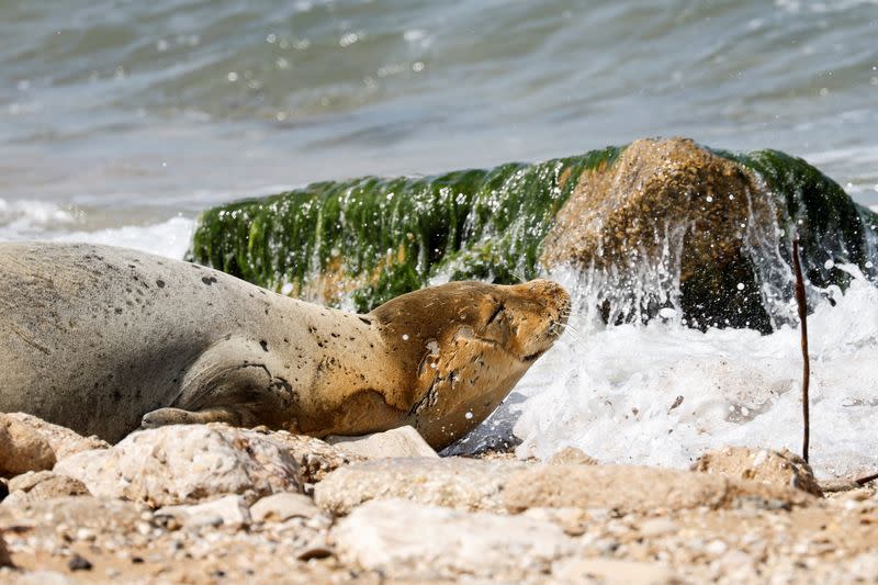 A female endangered Mediterranean monk seal visits the shore of Jaffa