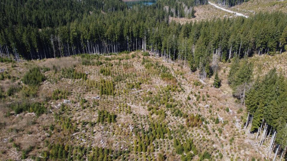 A 2021 test plot of Grand Firs in Nitinat, British Columbia, Canada. The planting is part of the province's Assisted Migration Adaptation Trial of tree species.