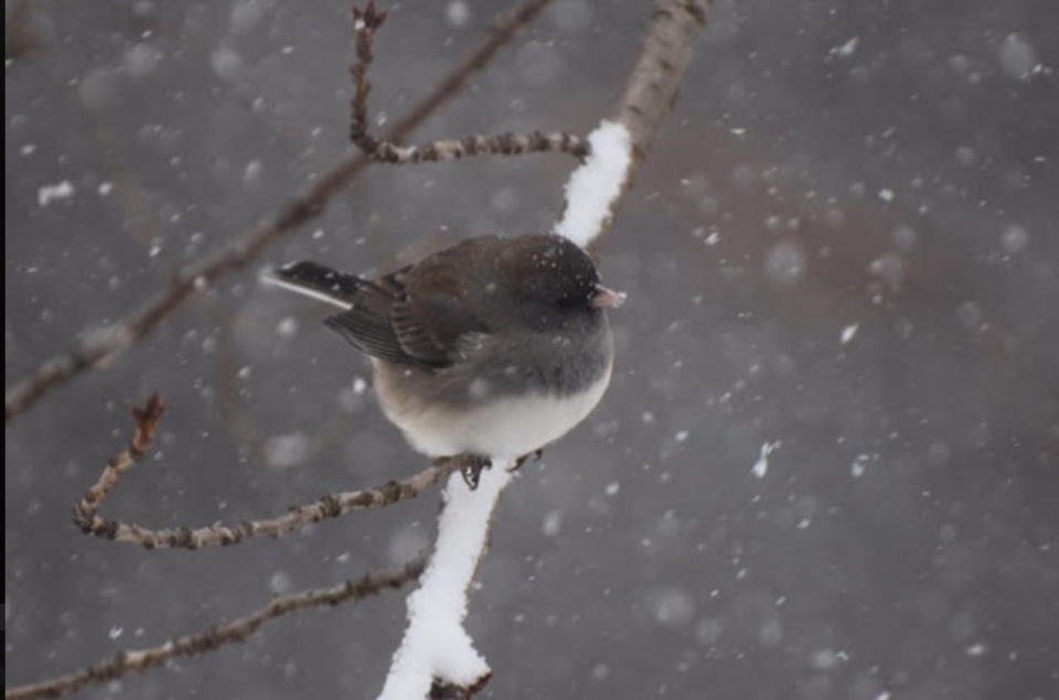 Dark-eyed junco