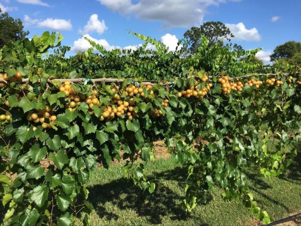 Dennis Vineyards was Stanly County’s first winery.