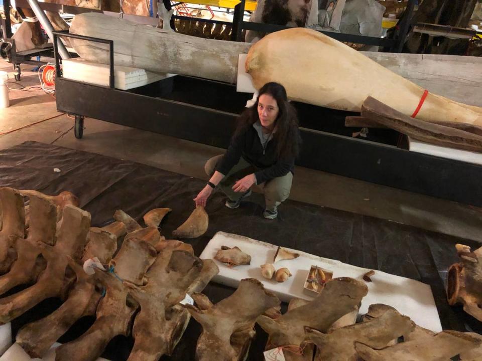 Dr. Patricia Rosel with NOAA Fisheries points to bones on a large whale that was found dead in the Everglades in January 2019. Scientists believe the mammal is a new species called the Rice whale.