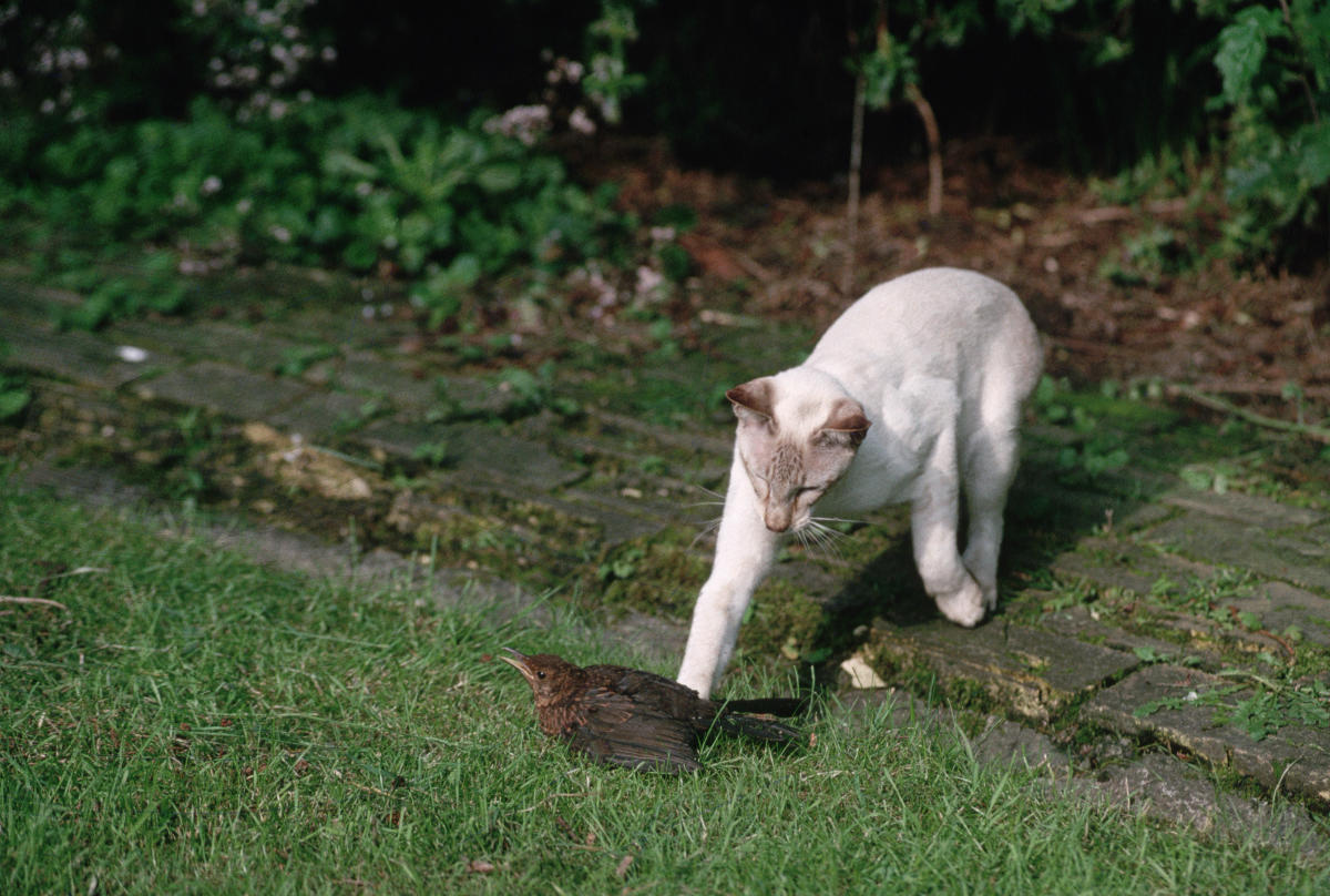 Les chats sont-ils de dangereux ennemis de la biodiversité?