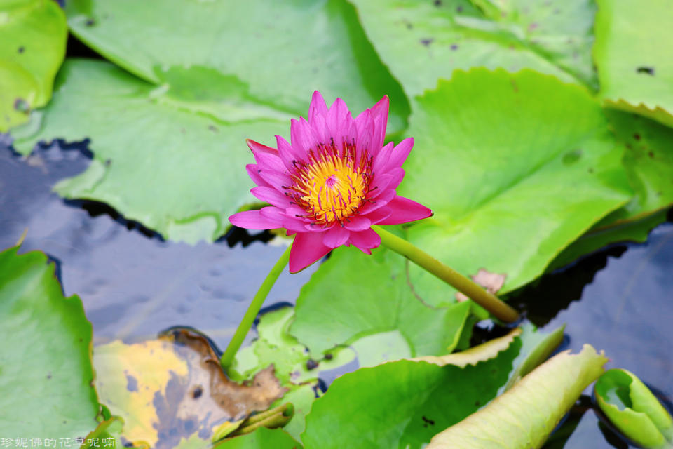 蓮緣香水蓮花園