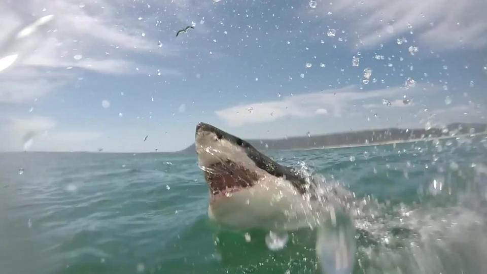 Great white shark breaches right in front of cage divers