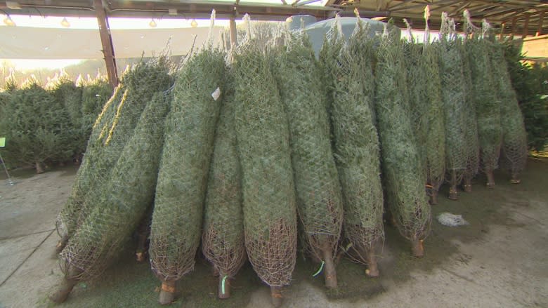 Christmas trees deserve tender, loving care, says tree expert