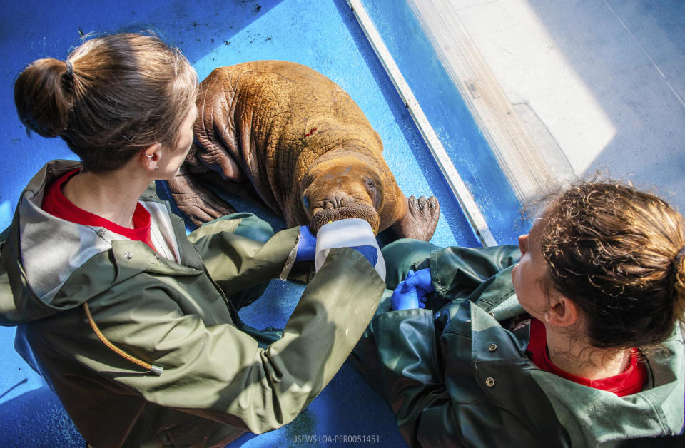 In this photo provided by the Alaska SeaLife Center, Wildlife Response Animal Care Specialists Halley Werner, left, and Savannah Costner feed formula to a Pacific walrus calf that arrived as a patient in Seward, Alaska, on August 1, 2023.  / Credit: Kaiti Grant/Alaska SeaLife Center via AP