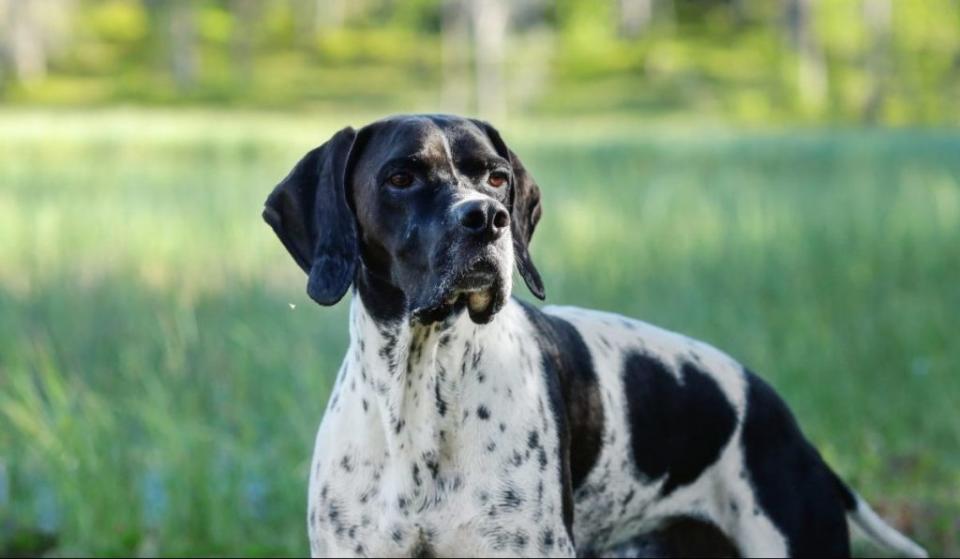 Dog english pointer Enneagram One