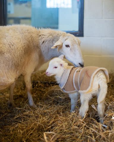 <p>Arizona Humane Society</p> Evie the sheep with one of her lambs