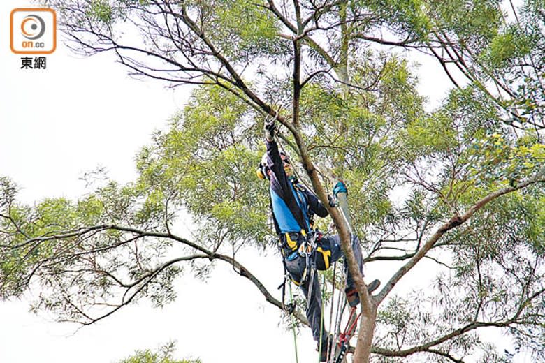 人員需定期修剪樹枝，防止影響電力供應。（黃偉邦攝）