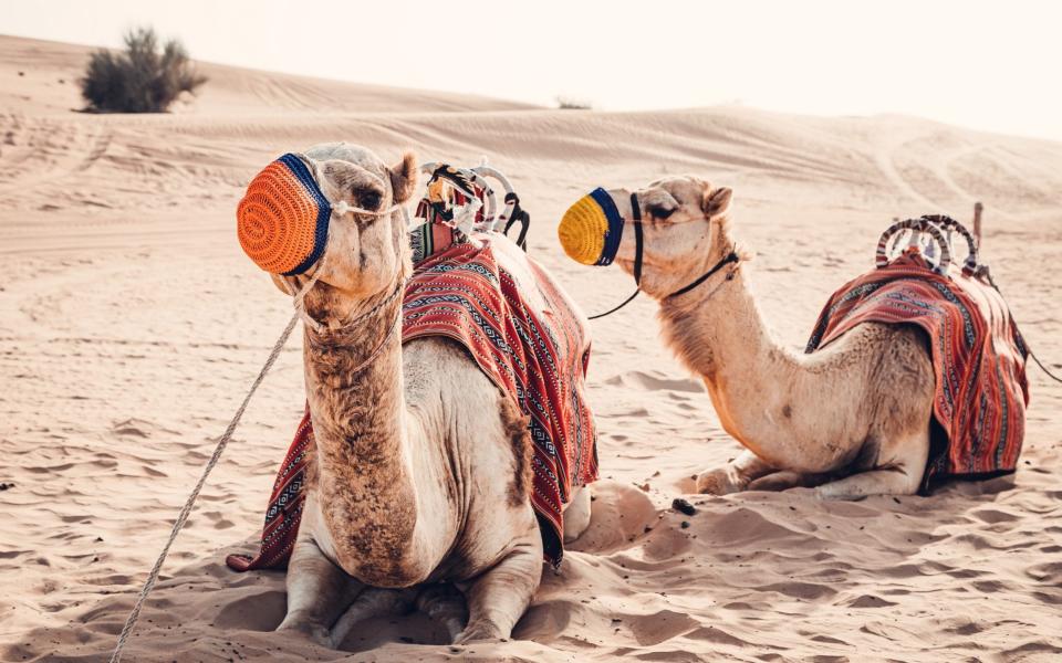 Camels resting in the desert - kolderal/Getty