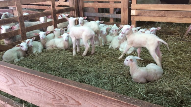 Island sheep farmers milking their way into cheese and yogurt market