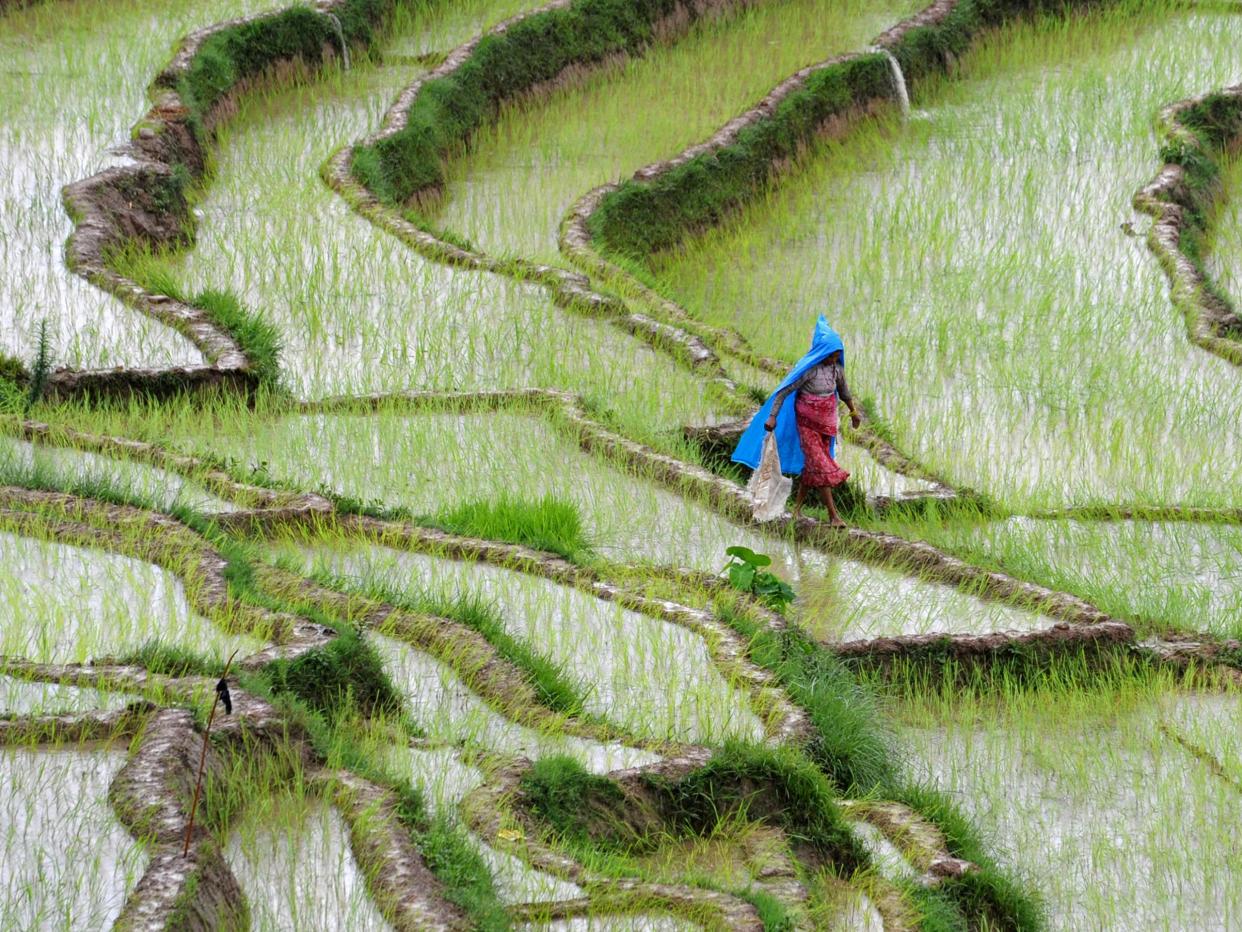 Rice is the primary source of food for two billion people, and is particularly important in parts of Asia: AFP/Getty