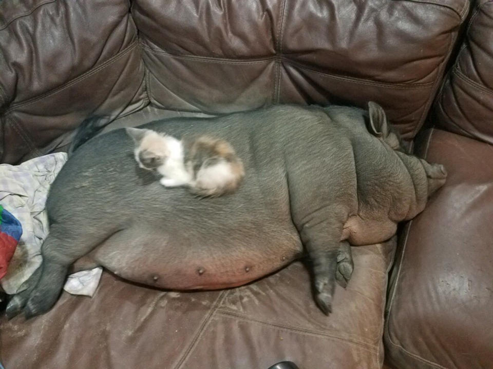 Ellie is housetrained and likes to lounge on the couch. (Courtesy Lenny Flatt)