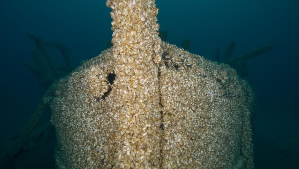 Invasive mussels engulfed the ship (Photos Courtesy of Inspired Planet Productions)