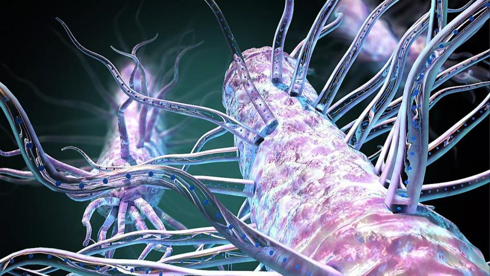 Some bacteria exhale electricity