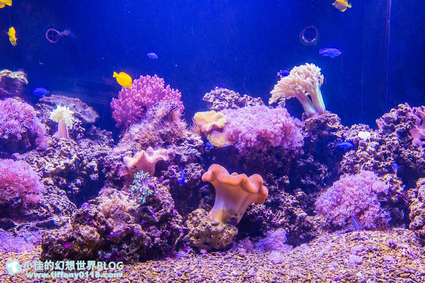 澎湖水族館