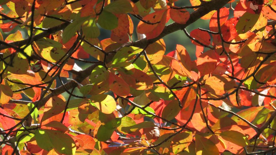 HARWICH -- Fantastic fall foliage at the Bell’s Neck Conservation Lands,