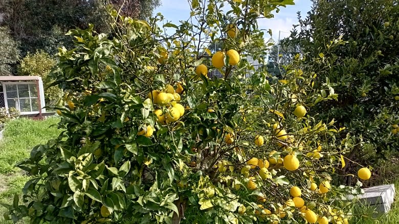 Bearss lemons growing on tree