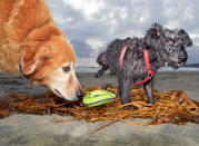 <p>Amos and Lucky, golden retriever and terrier-schnauzer mix, Coronado Dog Beach, Coronado, Calif. (Photograph by Lara Jo Regan) </p>