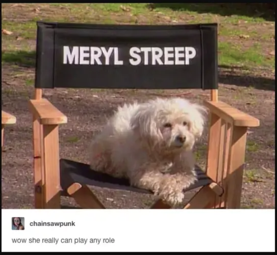 Meryl Streep's chair on set with a dog sitting in it, humorous caption implying the dog is the actress