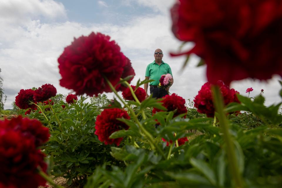 Mike Miller, owner of Great Seal Peony Farm, tends to his rows of Peony flowers as he walks through the rows of flowers in bloom on May 7, 2024, in Chillicothe, Ohio. Miller has planted nine acres of Peony flowers on his farm.