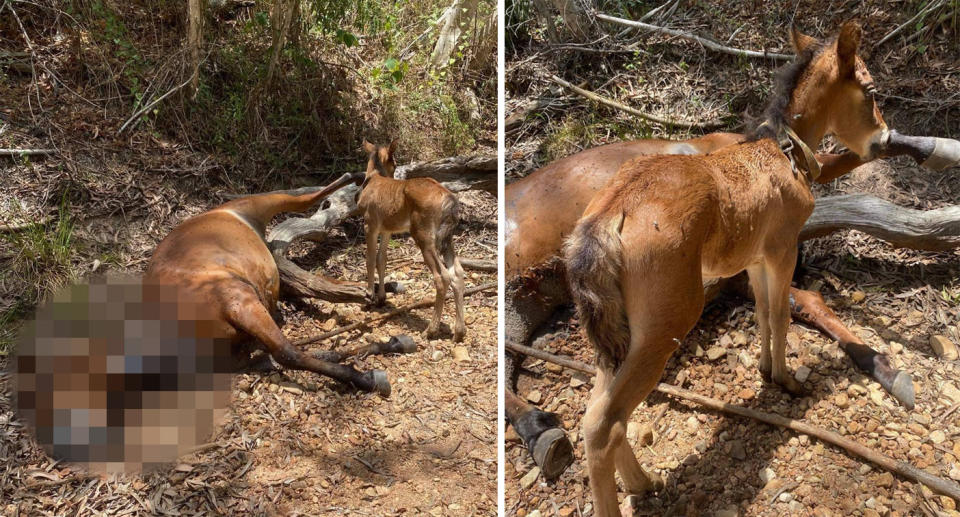 The foal was found trying to drink from its dead mother.