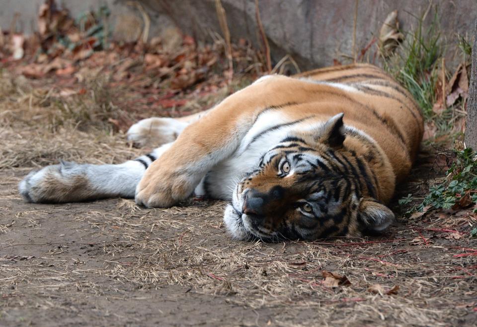 Amur tiger Tikva, who died recently at the Erie Zoo, is shown here in this 2015 file photo. At 16, Tikva had surpassed the typical life expectancy of tigers living in the wild.