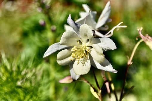 white flowers white flower names