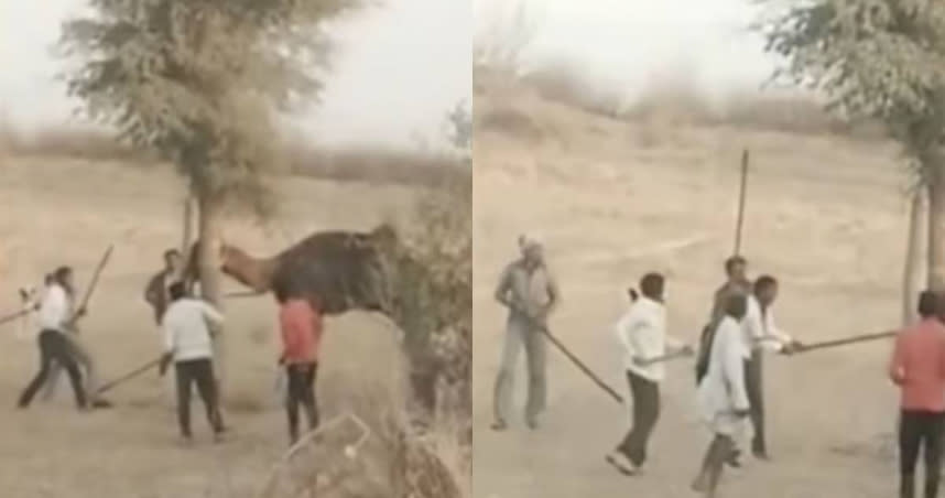 印度一頭發怒的駱駝將主人頭部咬斷，後遭村民棍棒毆打致死。（圖／翻攝自X（舊稱Twitter））