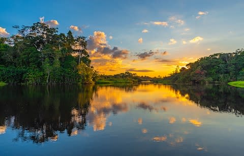 Nature’s pharmacy: The remarkable plants of the Amazon rainforest – and what they may cure - Credit: Getty