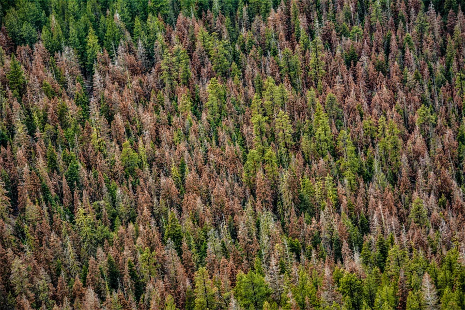 Fir die-off as observed during this year’s aerial survey in the Fremont-Winema National Forest in southern Oregon. (Daniel DePinte / USFS)