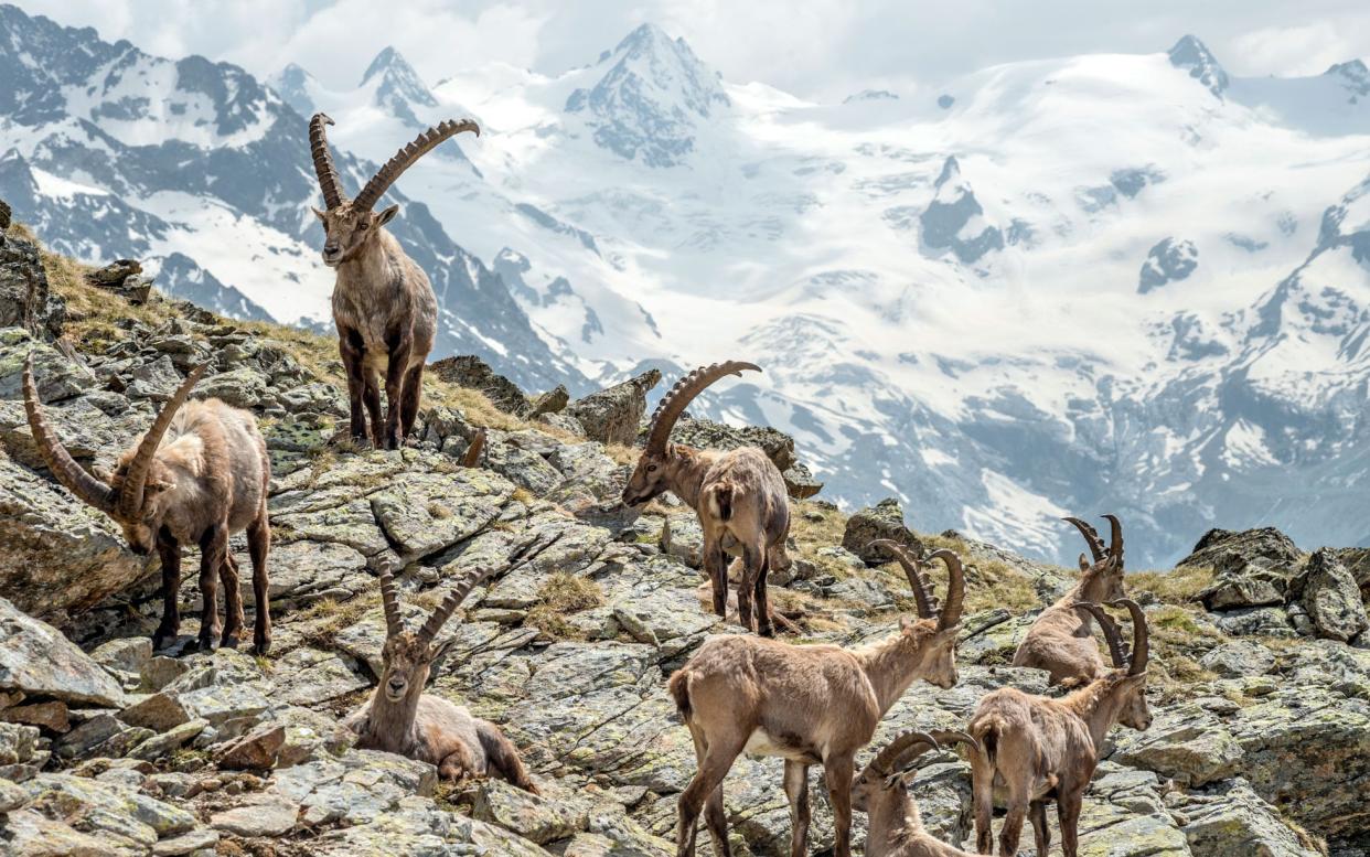The slopes behind Pontresina are home to about 1,800 ibex - © 2013 Olaf Protze