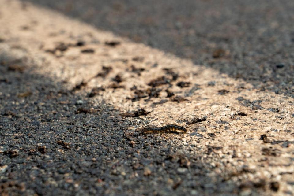 Provincial police confirmed two cars went off the road because of the insects.