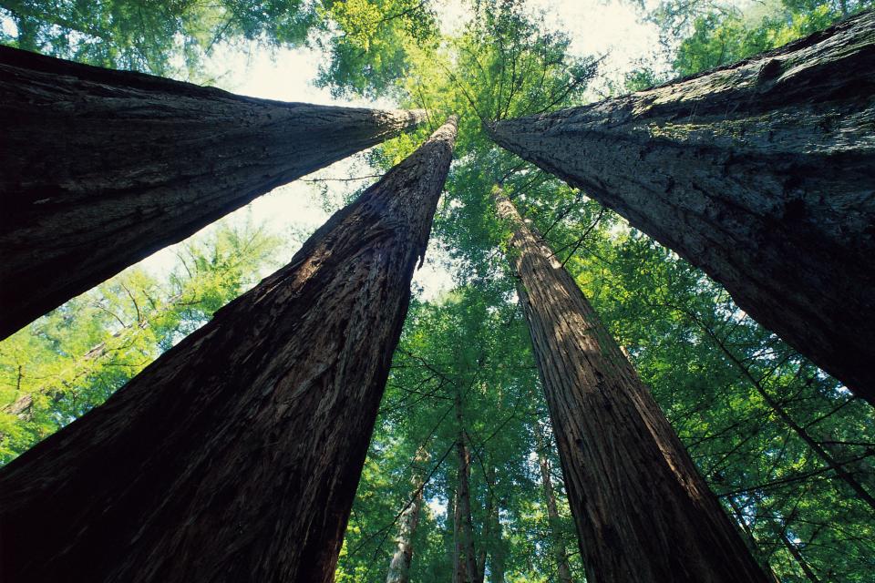 Seeing the best of Northern California's scenery, redwoods to the Pacific, in 72 hours.
