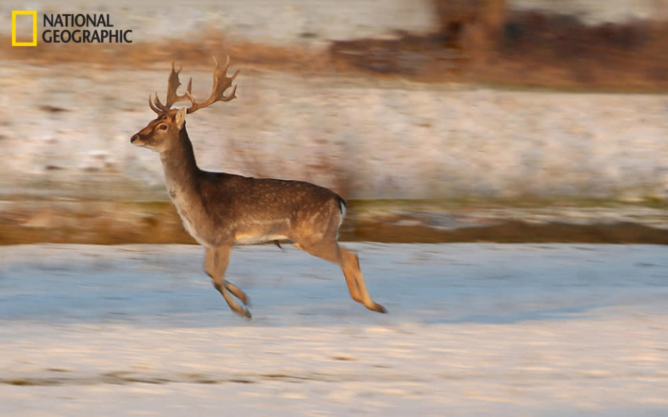 Last week I was walking in the field, taking pictures of the winter landscape, when suddenly several deer frightened of me, jumped out of nearby bushes, and fled. I managed quickly to change the program of my camera and took some panning pictures. (Photo and caption Courtesy Veronika Kolev / National Geographic Your Shot) <br> <br> <a href="http://ngm.nationalgeographic.com/your-shot/weekly-wrapper" rel="nofollow noopener" target="_blank" data-ylk="slk:Click here" class="link ">Click here</a> for more photos from National Geographic Your Shot.